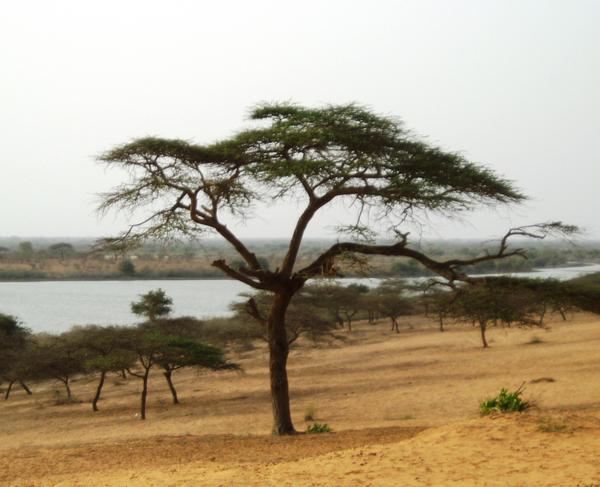 Trees of Africa...