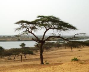 Trees of Africa...