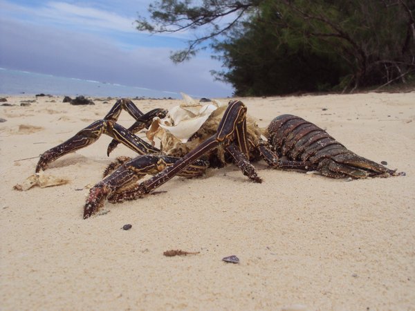 Rarotonga - some dead crab thing