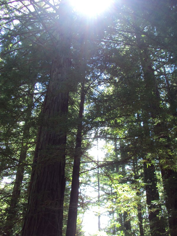 Big Sur - Redwoods