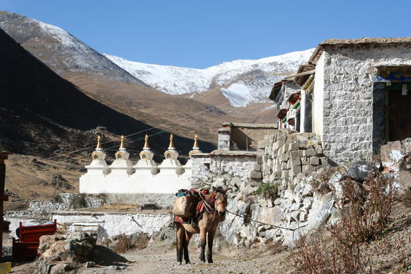 Chortens (stupas)