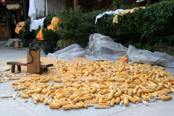 Processing Corn On The Cob
