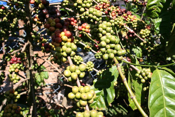 Coffee Beans Grown In Da Lat