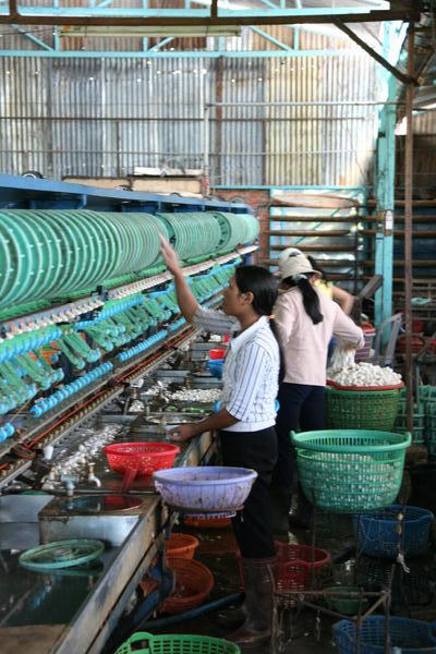 Silk Being Extracted From The Cocoons