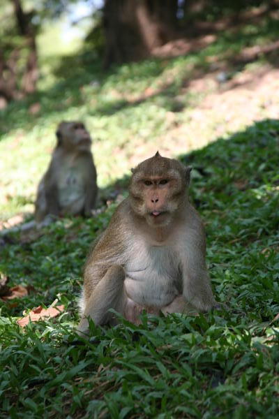 Monkey At Wat Phnomh