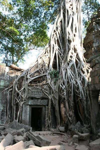 Ta Phrom Temple, Angkor Wat