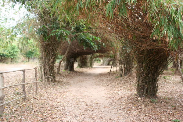 Bamboo Forest, Don Khon
