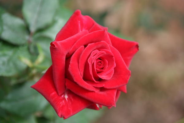 Rose At Rose Garden