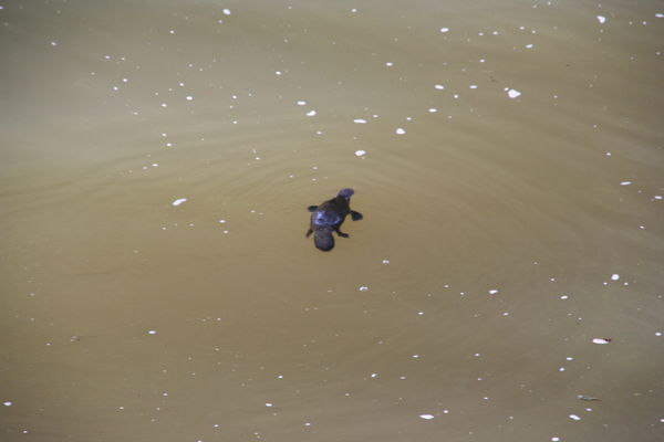 Duck-Billed Platypus
