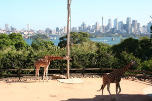 THe View Across Syndey Harbour From The Zoo