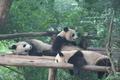 Pandas At Chengdu