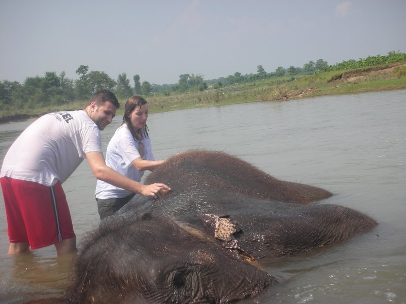 Chitwan elephants