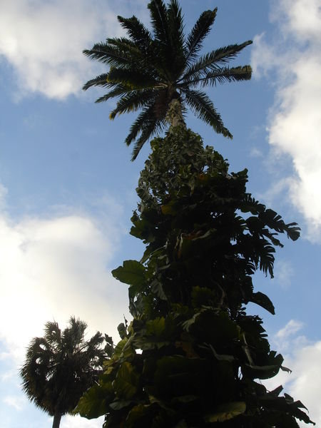 Botanical Gardens - Palms