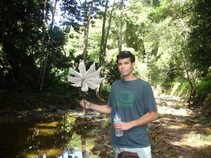 really big leaf