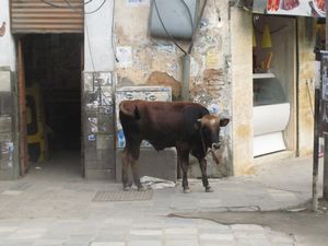 cow chillin on a street corner