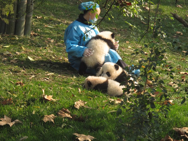 panda puppies playing outside