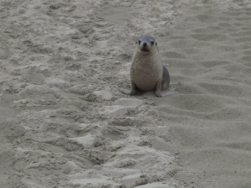 Kangaroo Island - NZ fur seals