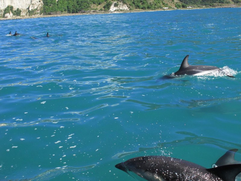 Kaikoura - dolphin swim