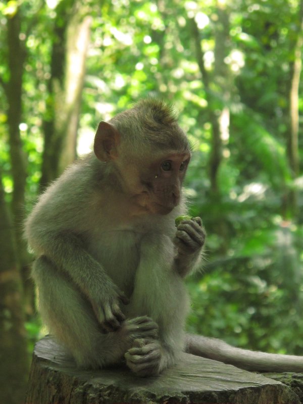Ubud - Monkey Forest