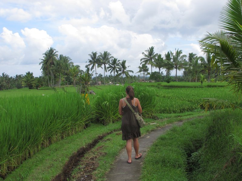 paths through the rice paddies