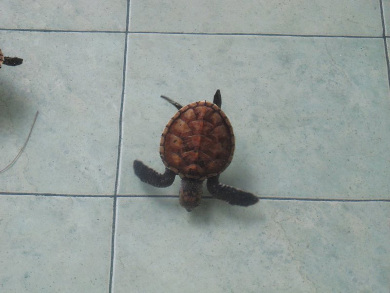 Gili Meno - baby turtle sanctuary