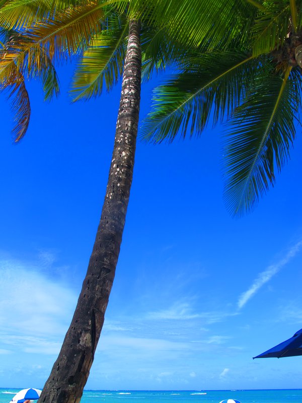 Isla Verde Palms