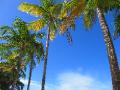 Isla Verde Palms