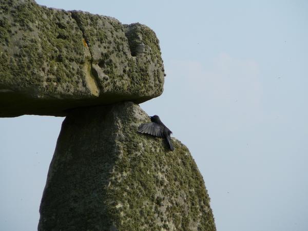 stonehenge raven