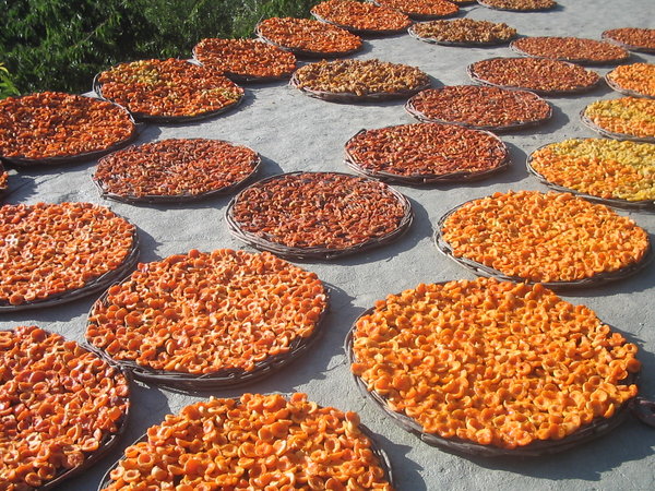 Drying Apricots in Hunza