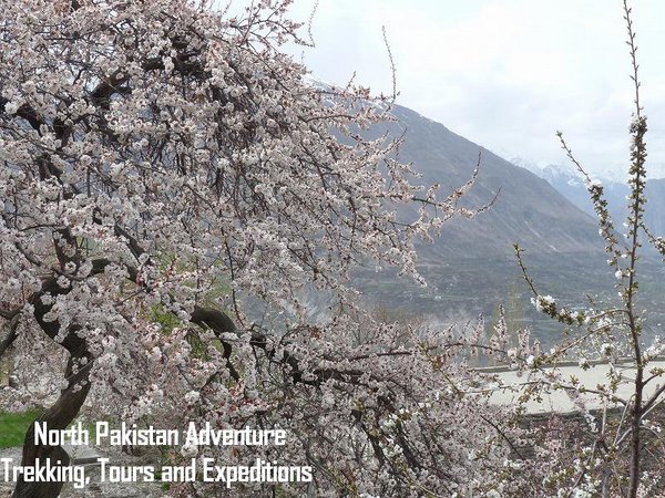 Apricot blossom in Hunza