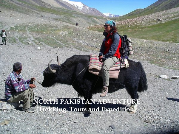 Trek on the yak in Shimshal Valley