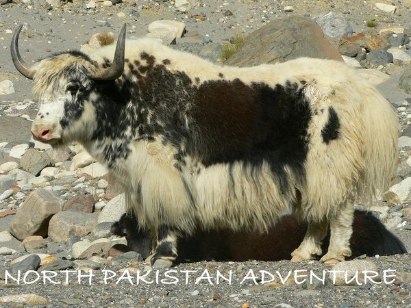 A yak in the pasture of the Pamirs Mountains
