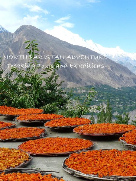 Drying apricots in Hunza Valley