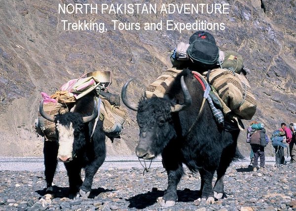 Pamir Yaks on the trek to Shimshal Pass