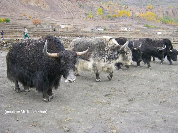 Yaks of the Shimshal Pamir in the village