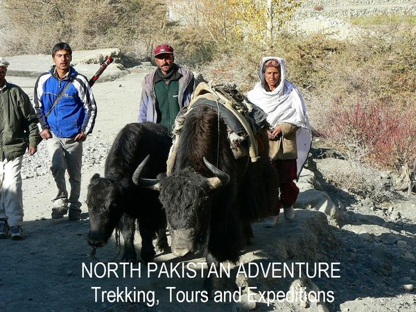 Trek with yaks in the pasture of Shimshal Valley