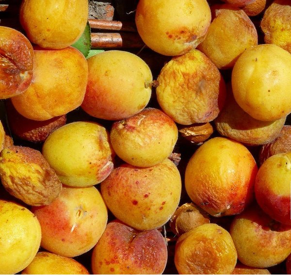 Abricots dans la vallée de Hunza