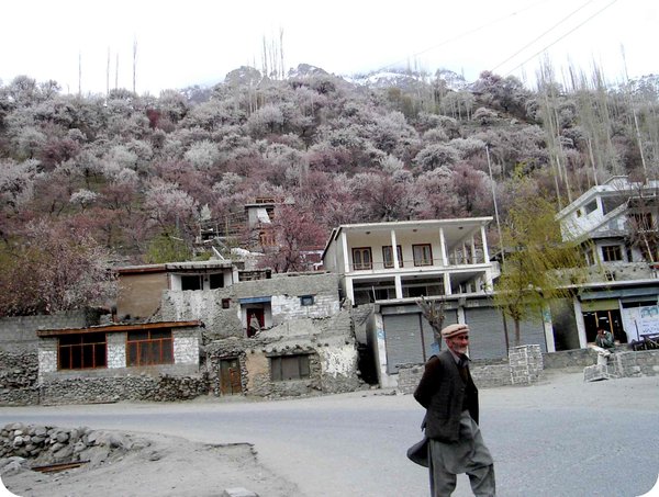 Apricot blossom in Ganish Village of Hunza, along the Karakorum Highway