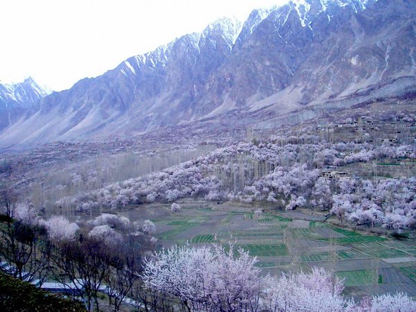 Hunza Valley in Apricot blossom