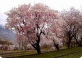 Apricot blossom in Hunza Valley of North Pakistan