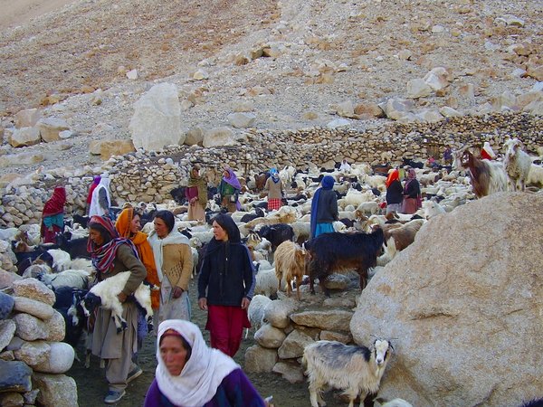 Shimshal Pamir pasture
