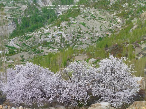 Apricot blossom in Hunza Valley
