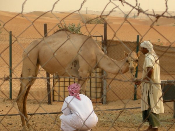 mending the camels