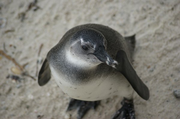 Penguin colony 