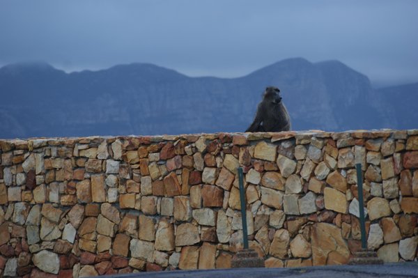 baboons, a nuisance to the tourist in SA