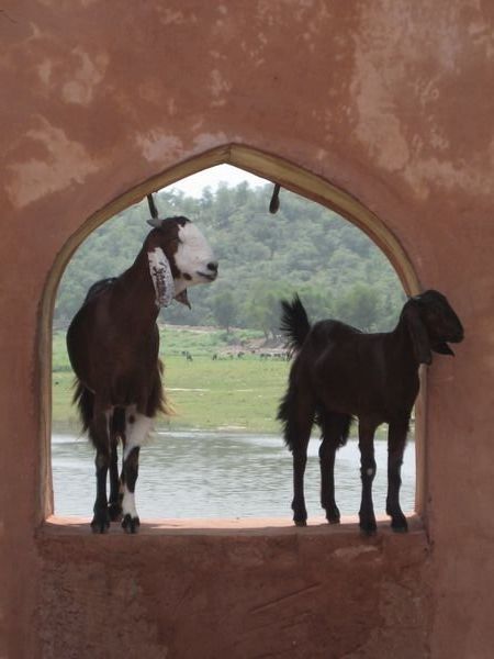 Goats at the Red Fort