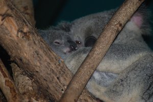 2010-08-10 Australia Zoo 060