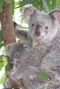 2010-08-09 Australia Zoo 051