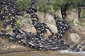masai mara migration 2012