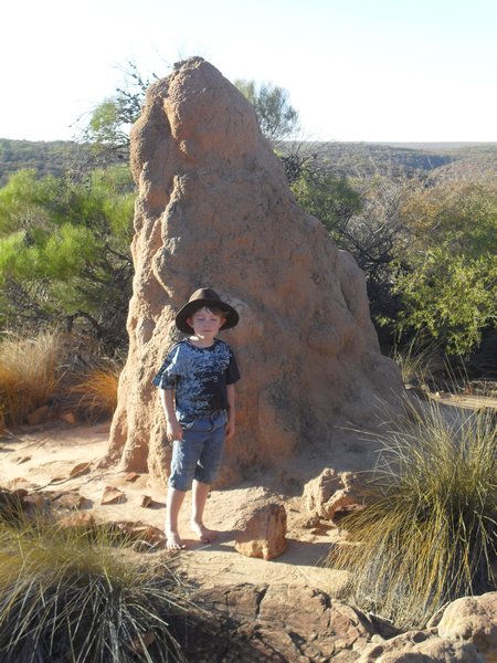 Termite mound at the gorge